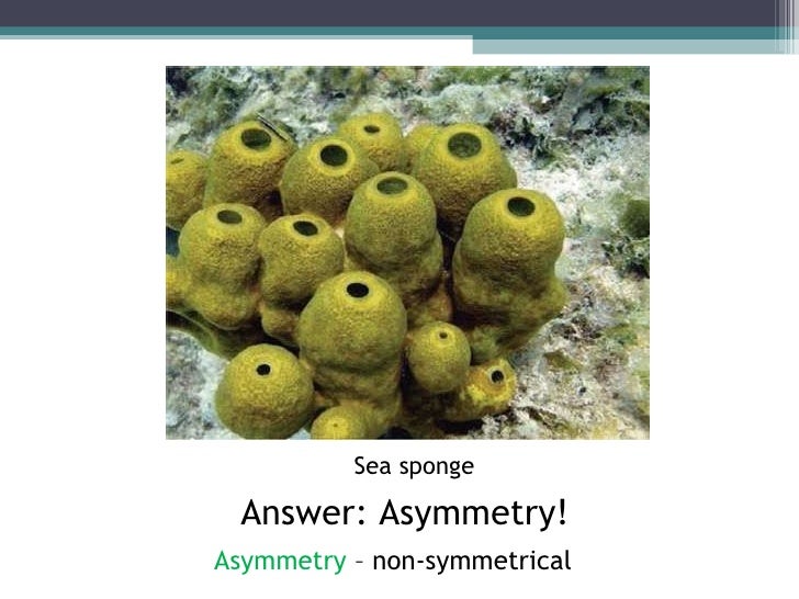 Biol 11 Lesson 2 Feb 3 Ch 26 Phylum Porifera (Sponges)