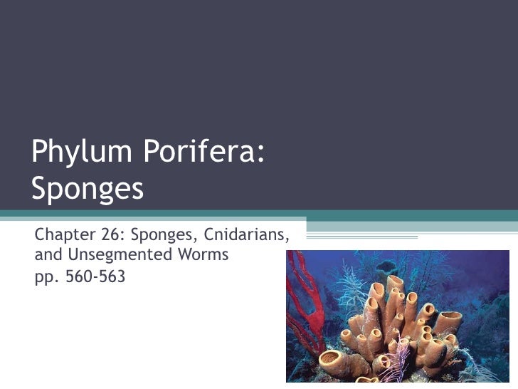 Biol 11 Lesson 2 Feb 3 Ch 26 Phylum Porifera (Sponges)