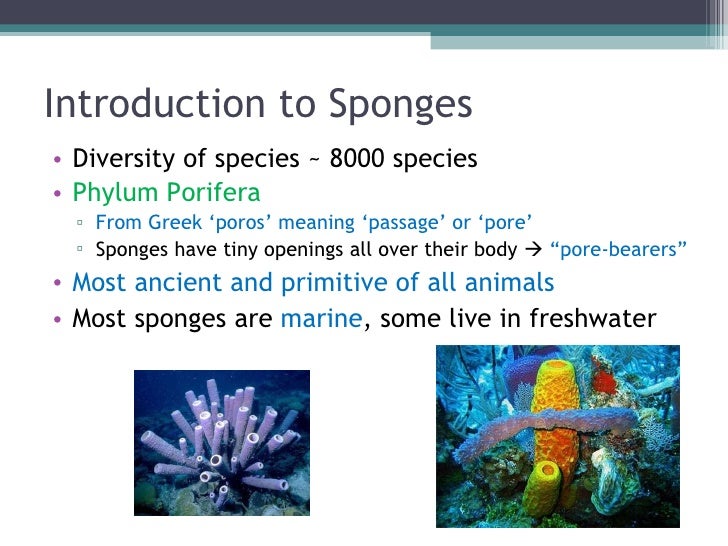 Biol 11 Lesson 2 Feb 3 Ch 26 Phylum Porifera (Sponges)