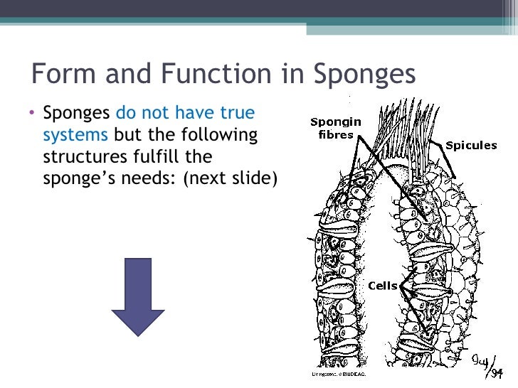 Biol 11 Lesson 2 Feb 3 Ch 26 Phylum Porifera  Sponges 