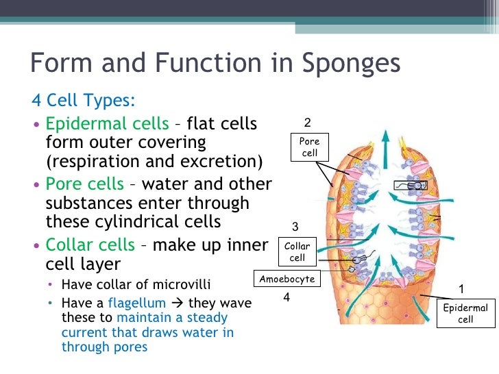 Biol 11 Lesson 2 Feb 3 Ch 26 Phylum Porifera (Sponges)