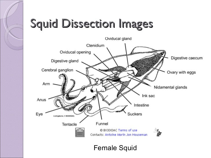 Biol 11 Lesson 2 Mar 4 - Ch. 27 Lab - Squid Dissection