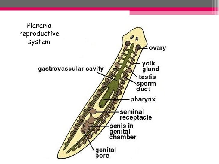 Biol 11 Lesson 4 Feb 9 - Ch. 26 Flatworms