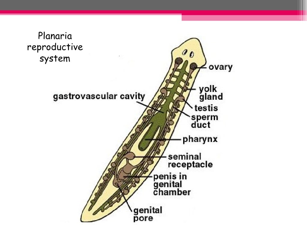 Flatworm Diagram Slide 19 1024