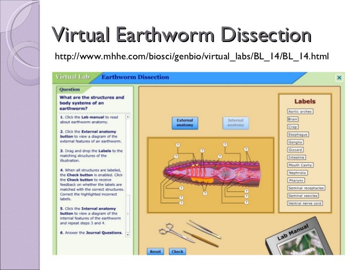 earthworm dissection lesson plan biol 11 lesson 4 mar 10 ch 27 earthworm dissection earthworm dissection lesson plan biol 11 lesson 4 mar 10 ch 27 earthworm dissection