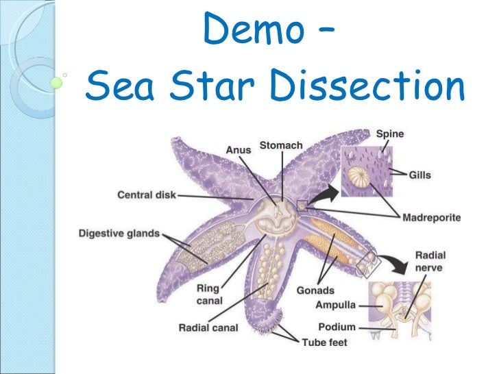 Biol 11 Lesson 5 April 15 - Ch. 29 Echinodermata