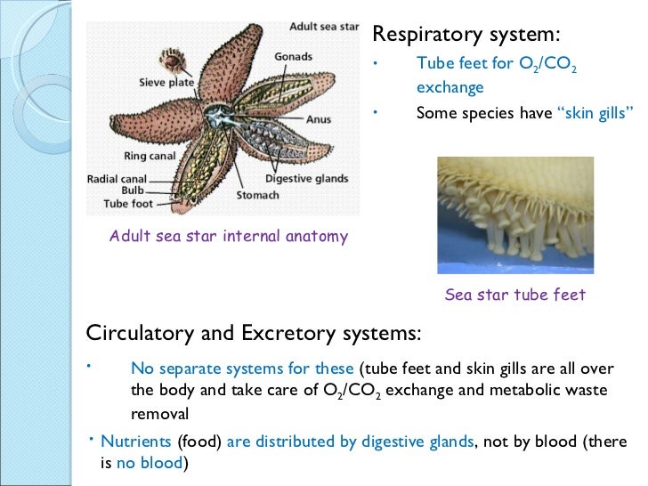 Biol 11 Lesson 5 April 15 - Ch. 29 Echinodermata