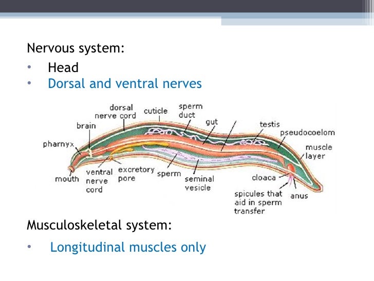 Biol 11 Lesson 5 Feb 15 - Ch. 26 Nematoda
