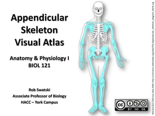 Appendicular
Skeleton
Visual Atlas
Anatomy & Physiology I
BIOL 121
Rob Swatski
Associate Professor of Biology
HACC – York Campus
MarianaRuizVillarreal,May2009,http://commons.wikimedia.org/wiki/File:Appendicular_skeleton_diagram_blank.svg
1
 