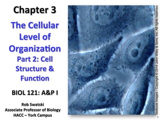 1	
  
The	
  Cellular	
  
Level	
  of	
  
Organiza3on	
  
Part	
  2:	
  Cell	
  
Structure	
  &	
  
Func3on	
  
BIOL	
  121:	
  A&P	
  I	
  
Chapter	
  3	
  
Rob	
  Swatski	
  
Associate	
  Professor	
  of	
  Biology	
  
HACC	
  –	
  York	
  Campus	
  
Textbookimages-Copyright©2014JohnWiley&Sons,Inc.Allrightsreserved.
 