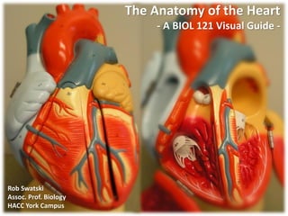 The Anatomy of the Heart
- A BIOL 121 Visual Guide -
Rob Swatski
Assoc. Prof. Biology
HACC York Campus
 
