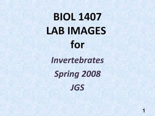 BIOL 1407
LAB IMAGES
     for
Invertebrates
 Spring 2008
     JGS

                1
 