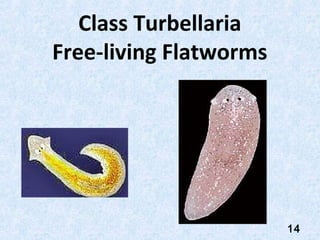 Class Turbellaria
Free-living Flatworms




                        14
 