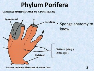 Phylum Porifera

           • Sponge anatomy to
             know.




                          3
 