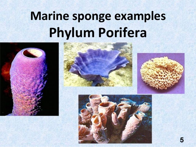 Biol 1407 1.poriferato_platyhelminthes_