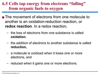 Comprehensive Overview of Cellular Respiration and Energy Harvesting in ...