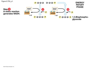 Comprehensive Overview of Cellular Respiration and Energy Harvesting in ...