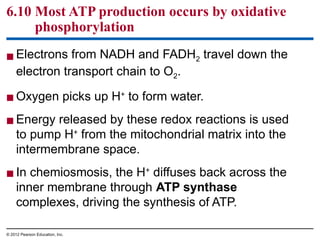 Comprehensive Overview of Cellular Respiration and Energy Harvesting in ...