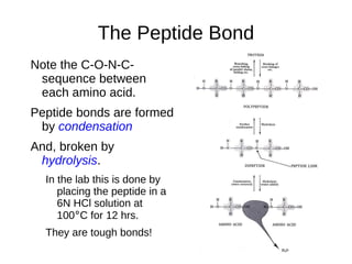 Acidic Amino Acids Aspartate; ASP; D (Aspartic Acid) Glutamate; GLU; E (Glutamic Acid) 