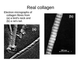 Primary Structure: Fred Sanger and Insulin Dr. Sanger is one of four people to have been awarded two Nobel Prizes and the only person to receive two prizes in Chemistry! 