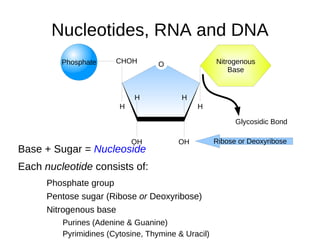 Real collagen Electron micrographs of collagen fibres from  (a) a bird's neck and  (b) a rat's tail. (a) (b) 