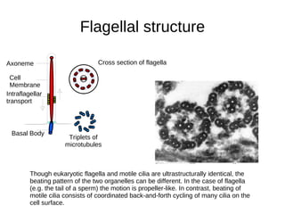 Flagellal structure Axoneme Cell Membrane Intraflagellar transport Basal Body Triplets of microtubules Cross section of flagella Though eukaryotic flagella and motile cilia are ultrastructurally identical, the beating pattern of the two organelles can be different. In the case of flagella (e.g. the tail of a sperm) the motion is propeller-like. In contrast, beating of motile cilia consists of coordinated back-and-forth cycling of many cilia on the cell surface. 