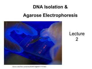 DNA Isolation & Agarose Electrophoresis Lecture 2 Source: www.flickr.com/photos/62558149@N00/171512923  