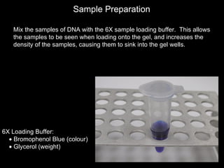 Biol2 Lecture 2 Dna Isolation And Agarose Gel | PPT