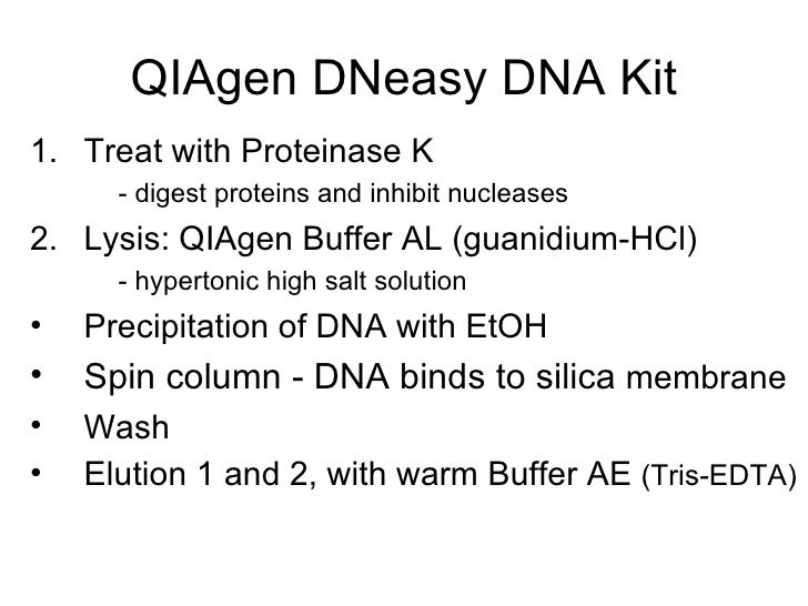 for dna solution k extraction proteinase Isolation 2 Dna Gel Lecture Biol2 Agarose And