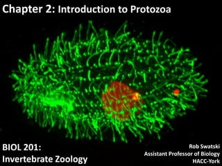 BIOL 201:
Invertebrate Zoology
Chapter 2: Introduction to Protozoa
Rob Swatski
Assistant Professor of Biology
HACC-York
 