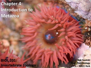 BIOL 201:
Invertebrate Zoology
Chapter 4:
Introduction to
Metazoa
Rob Swatski
Asst. Prof. Biology
HACC-York1
 