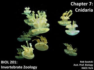 BIOL 201:
Invertebrate Zoology
Chapter 7:
Cnidaria
Rob Swatski
Asst. Prof. Biology
HACC-York
 