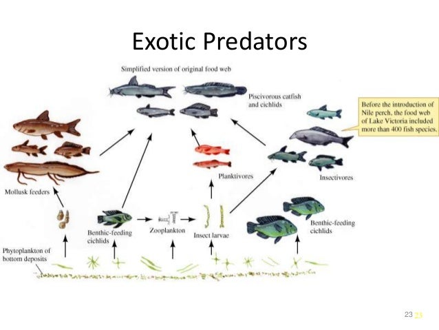 Community Structure And Food Web