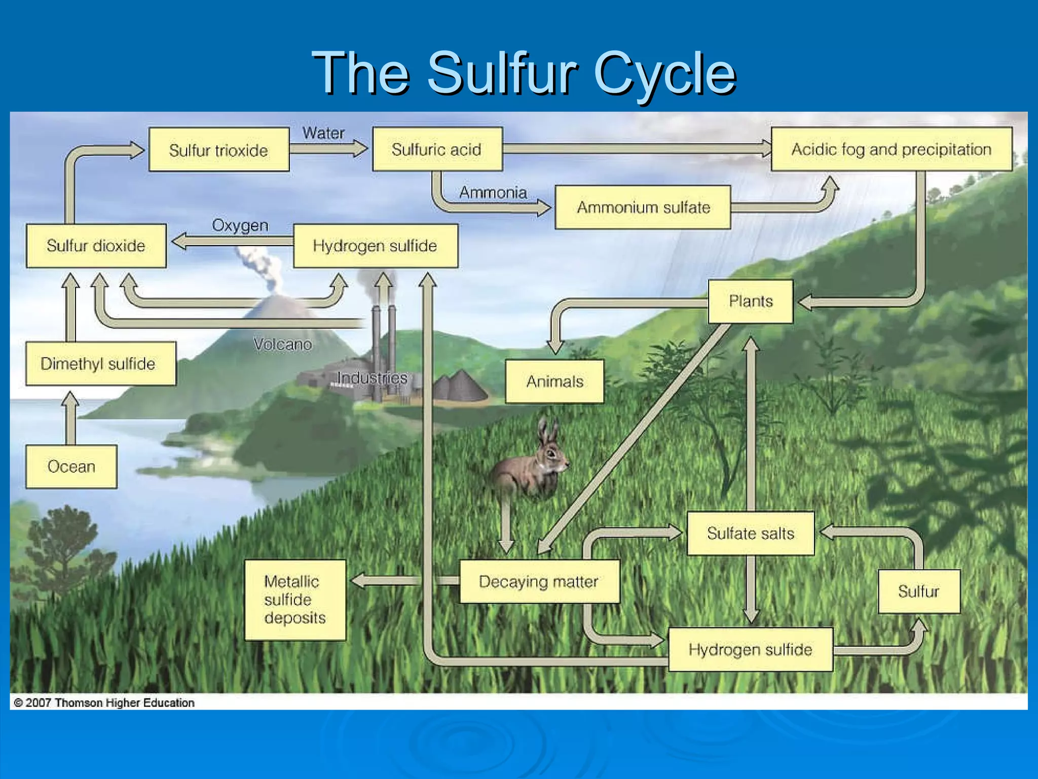 The Sulfur Cycle 