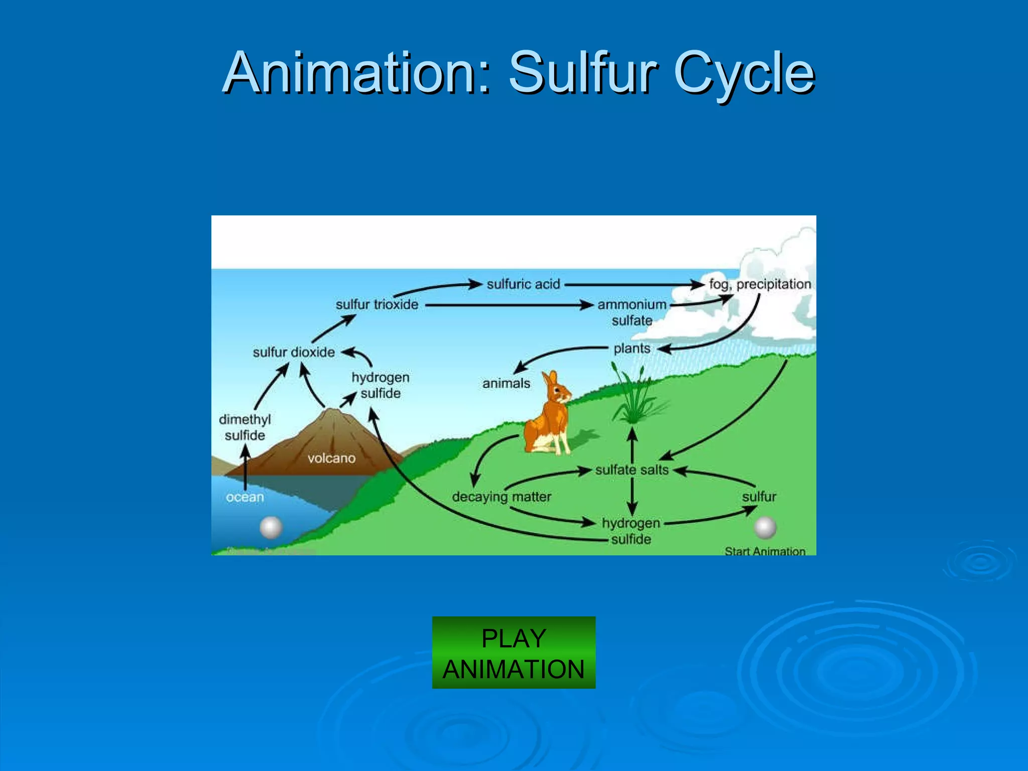 Animation: Sulfur Cycle PLAY ANIMATION 