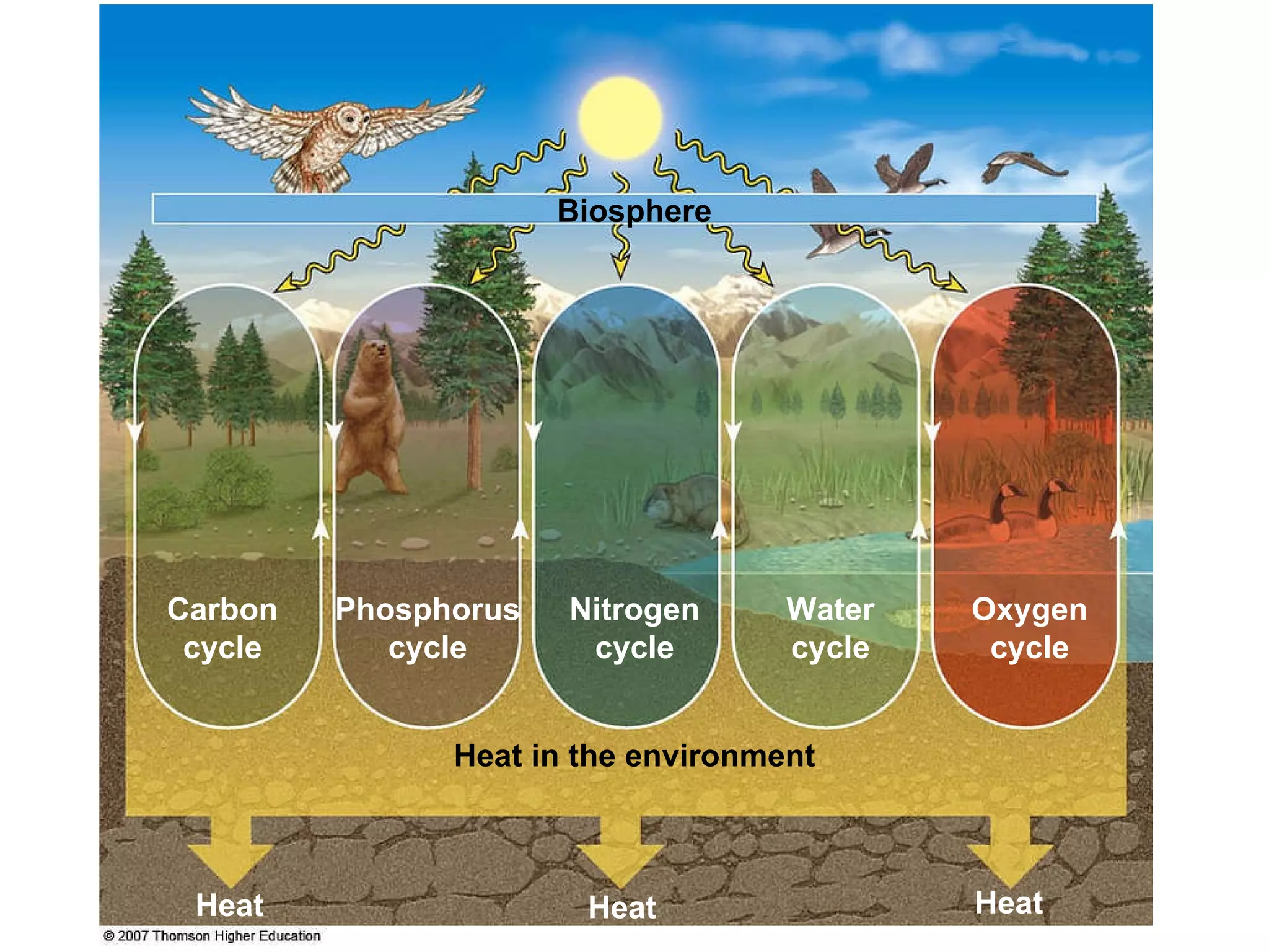 Nitrogen cycle Biosphere Heat in the environment Heat Heat Heat Phosphorus cycle Carbon cycle Oxygen cycle Water cycle 