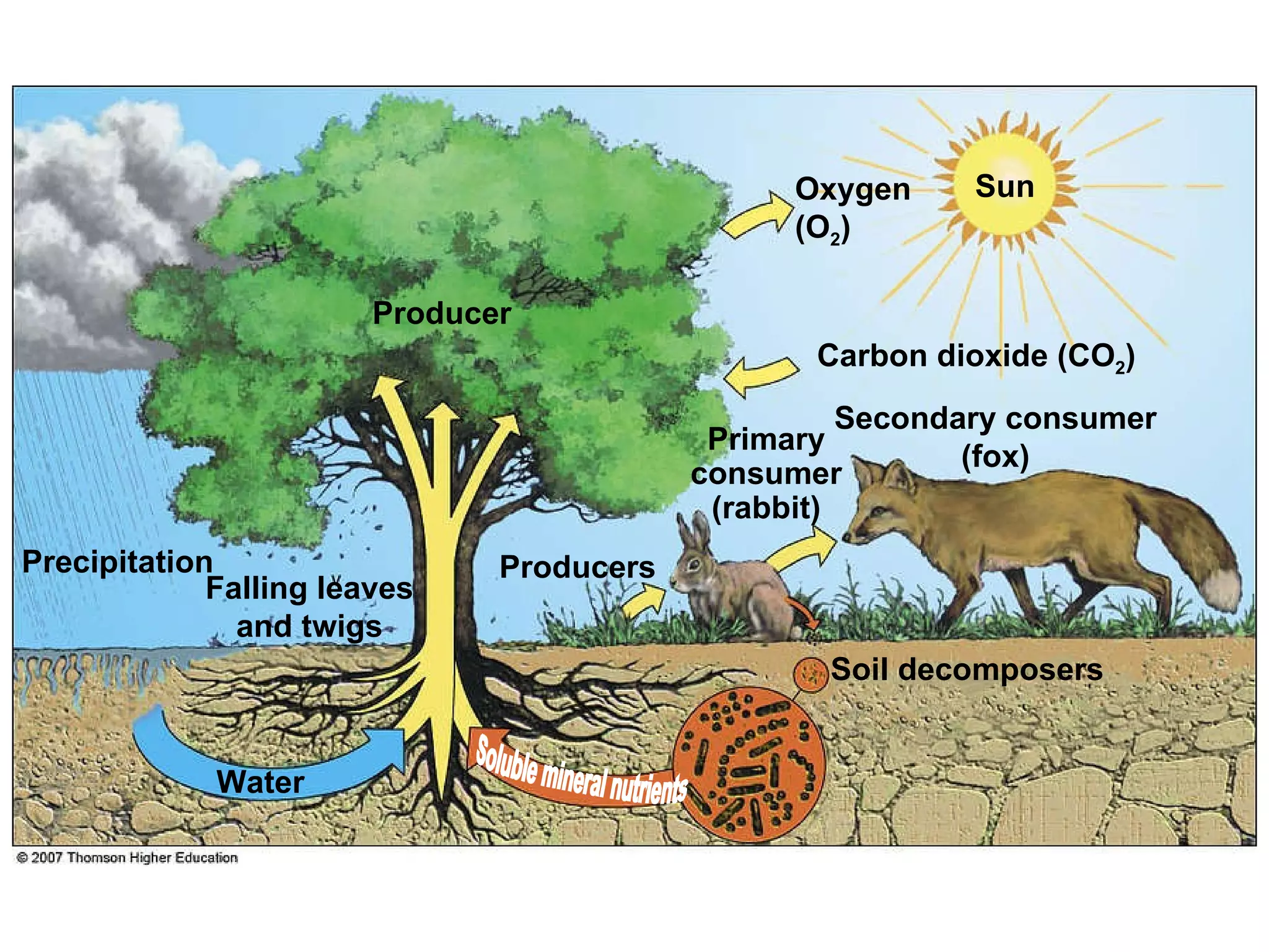 Sun Oxygen (O 2 ) Carbon dioxide (CO 2 ) Secondary consumer (fox) Soil decomposers Primary consumer (rabbit) Precipitation Falling leaves and twigs Producer Producers Soluble mineral nutrients Water 