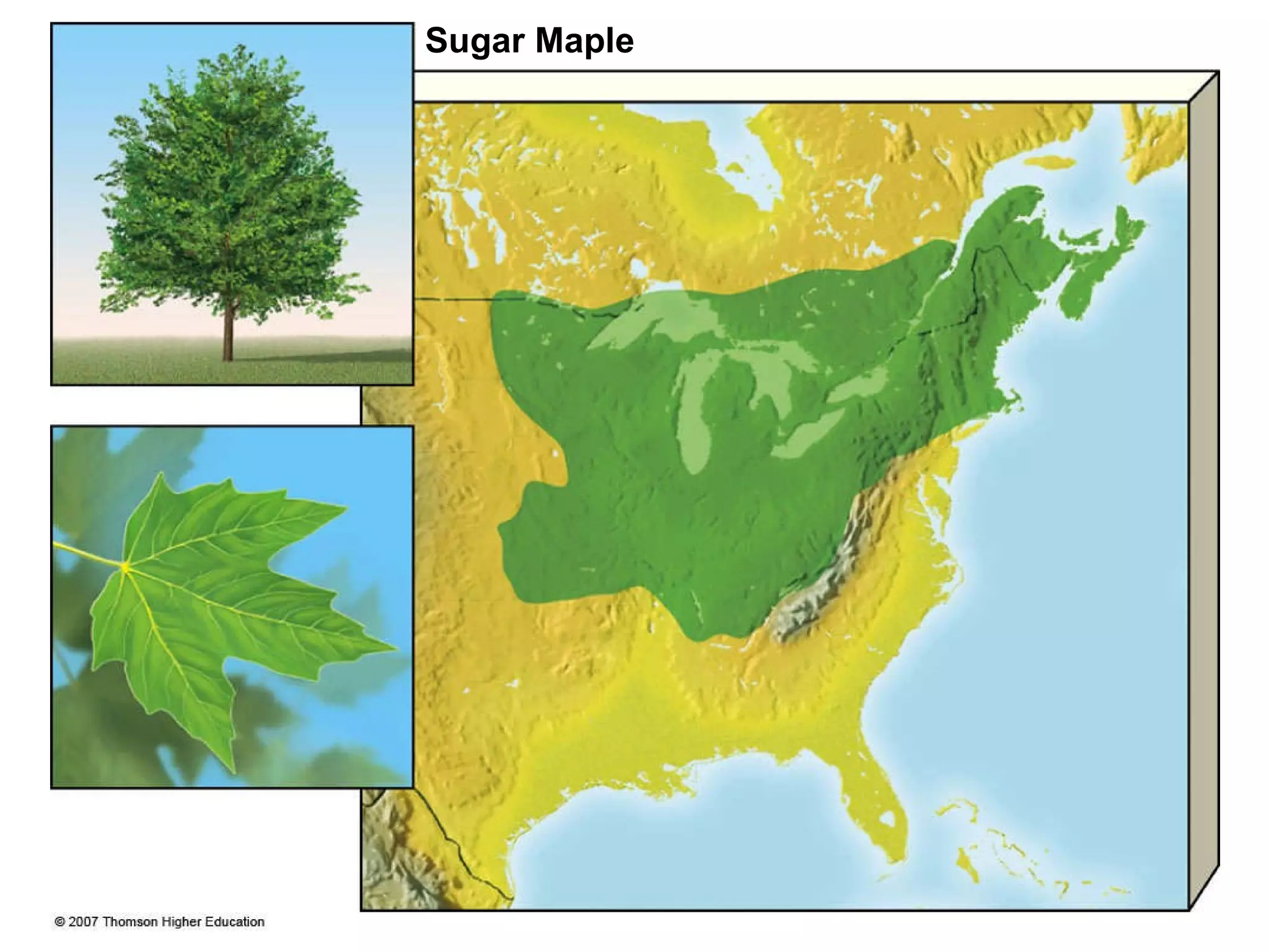 Sugar Maple 