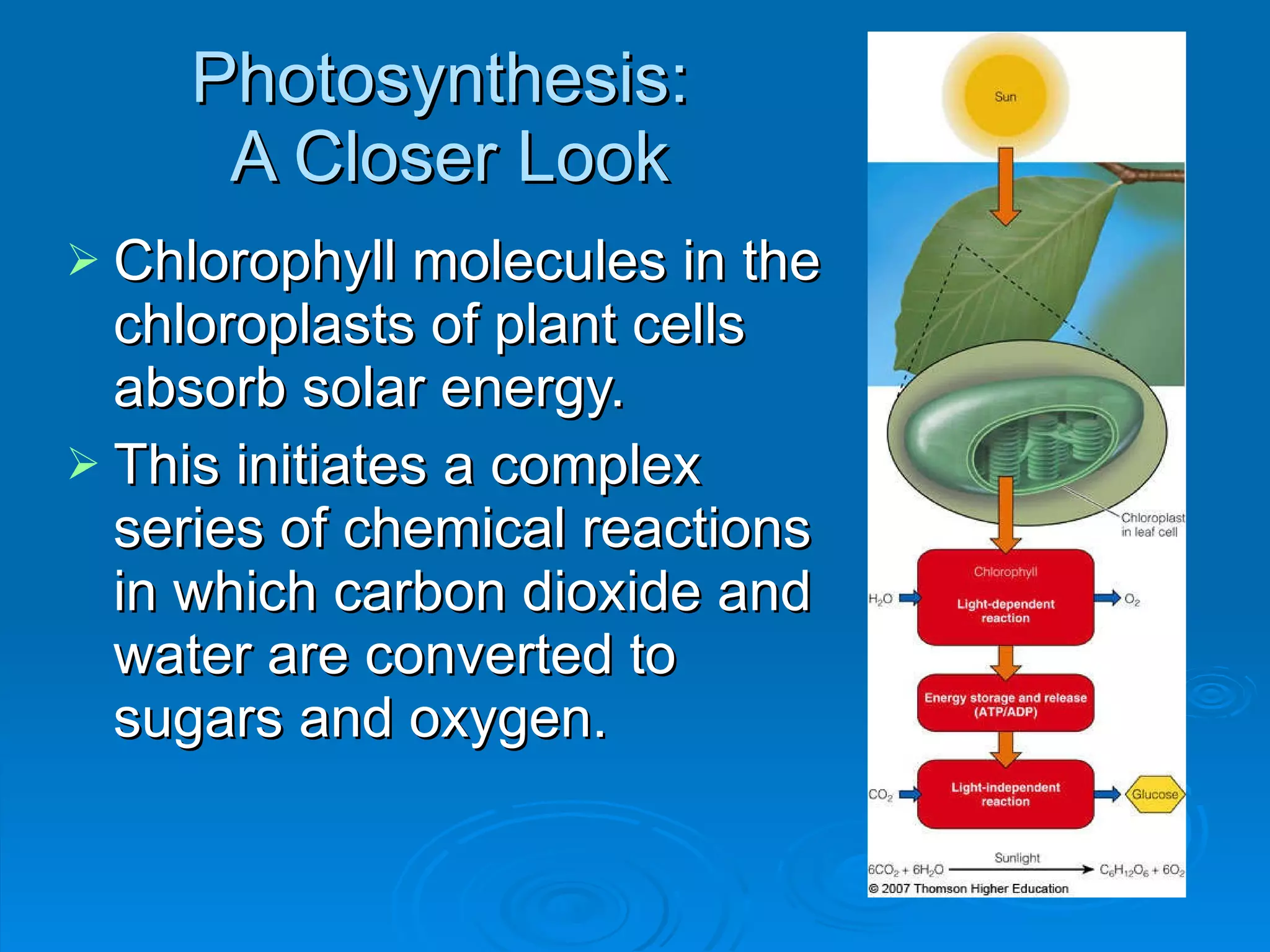Photosynthesis:  A Closer Look Chlorophyll molecules in the chloroplasts of plant cells absorb solar energy. This initiates a complex series of chemical reactions in which carbon dioxide and water are converted to sugars and oxygen. 
