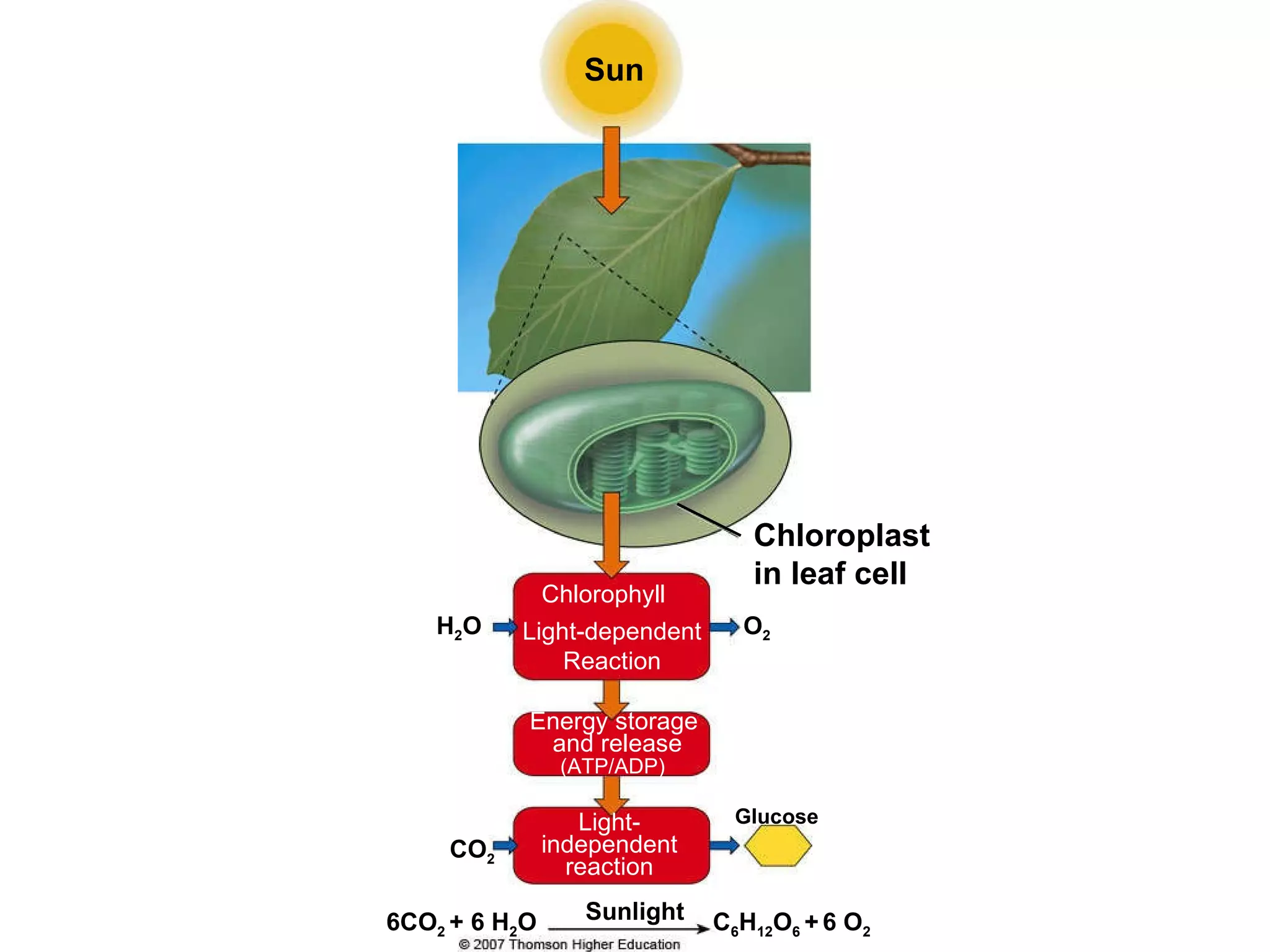 Sun Chloroplast in leaf cell Light-dependent Reaction Light-independent reaction Chlorophyll Energy storage and release (ATP/ADP) Glucose H 2 O Sunlight O 2 CO 2 6CO 2  + 6 H 2 O C 6 H 12 O 6  +   6 O 2 