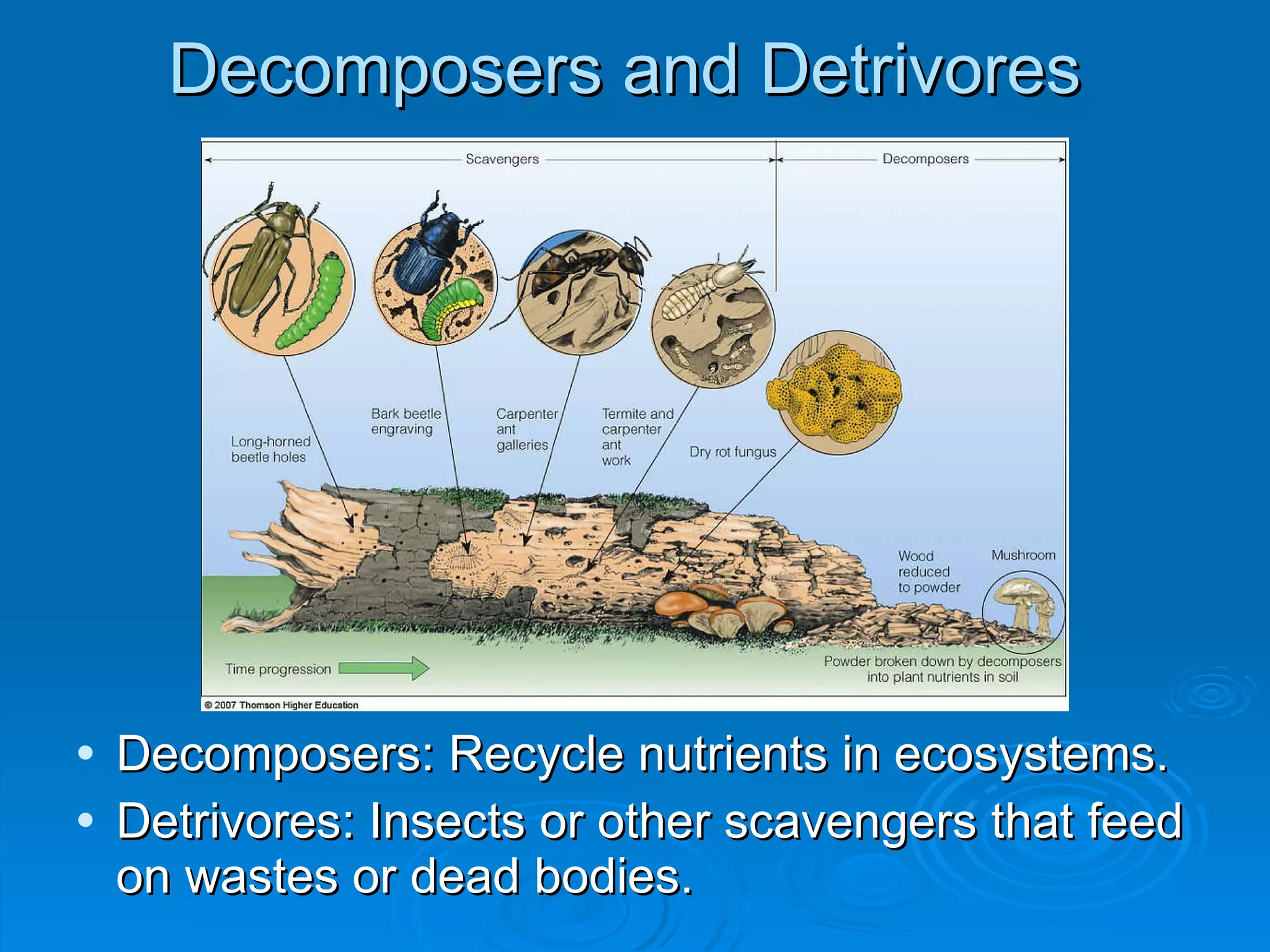 Decomposers and Detrivores Decomposers: Recycle nutrients in ecosystems. Detrivores: Insects or other scavengers that feed on wastes or dead bodies. 