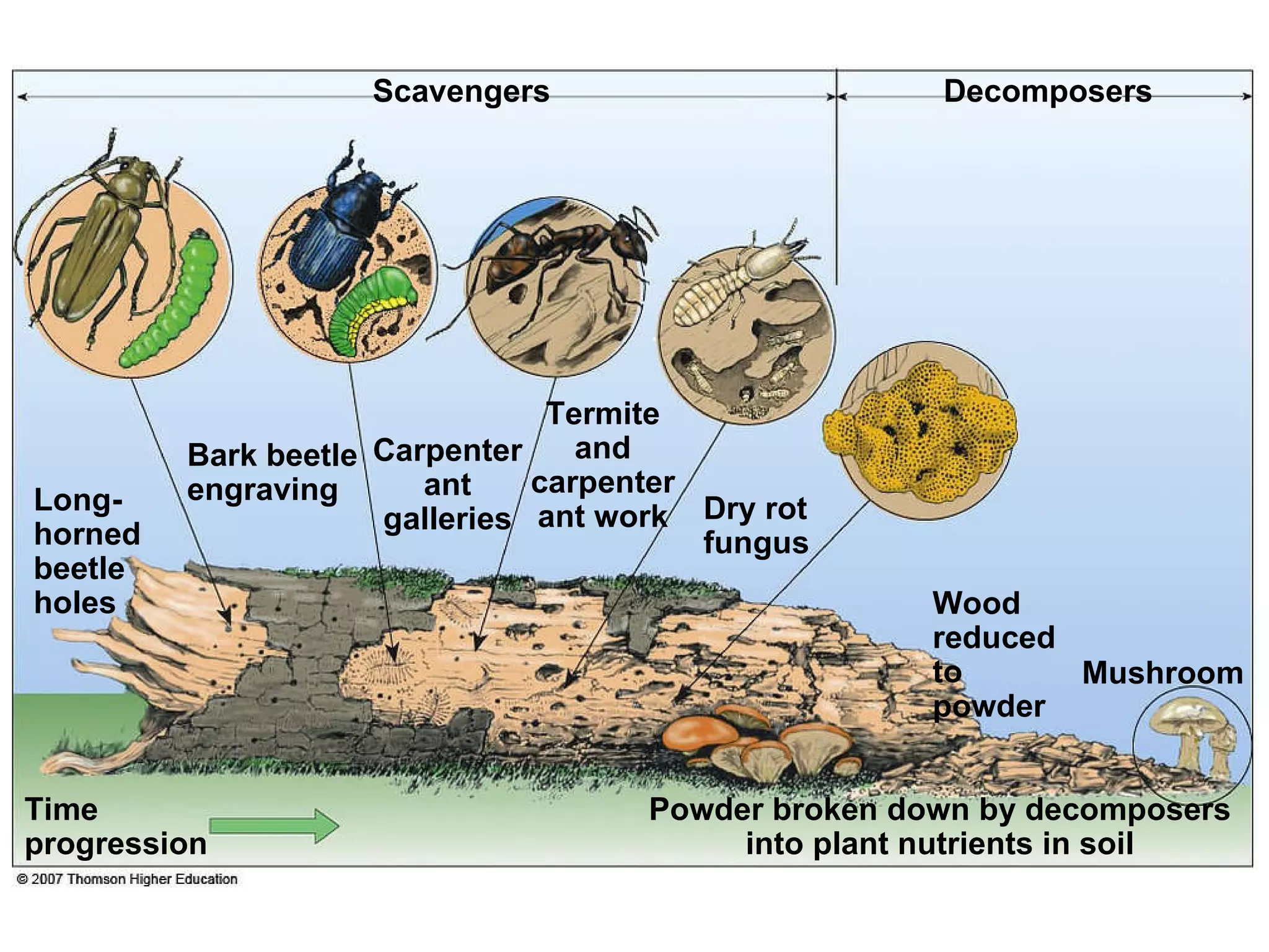 Scavengers Powder broken down by decomposers into plant nutrients in soil Bark beetle engraving Decomposers Long-horned beetle holes Carpenter ant galleries Termite and carpenter ant work Dry rot fungus Wood reduced to powder Mushroom Time progression 