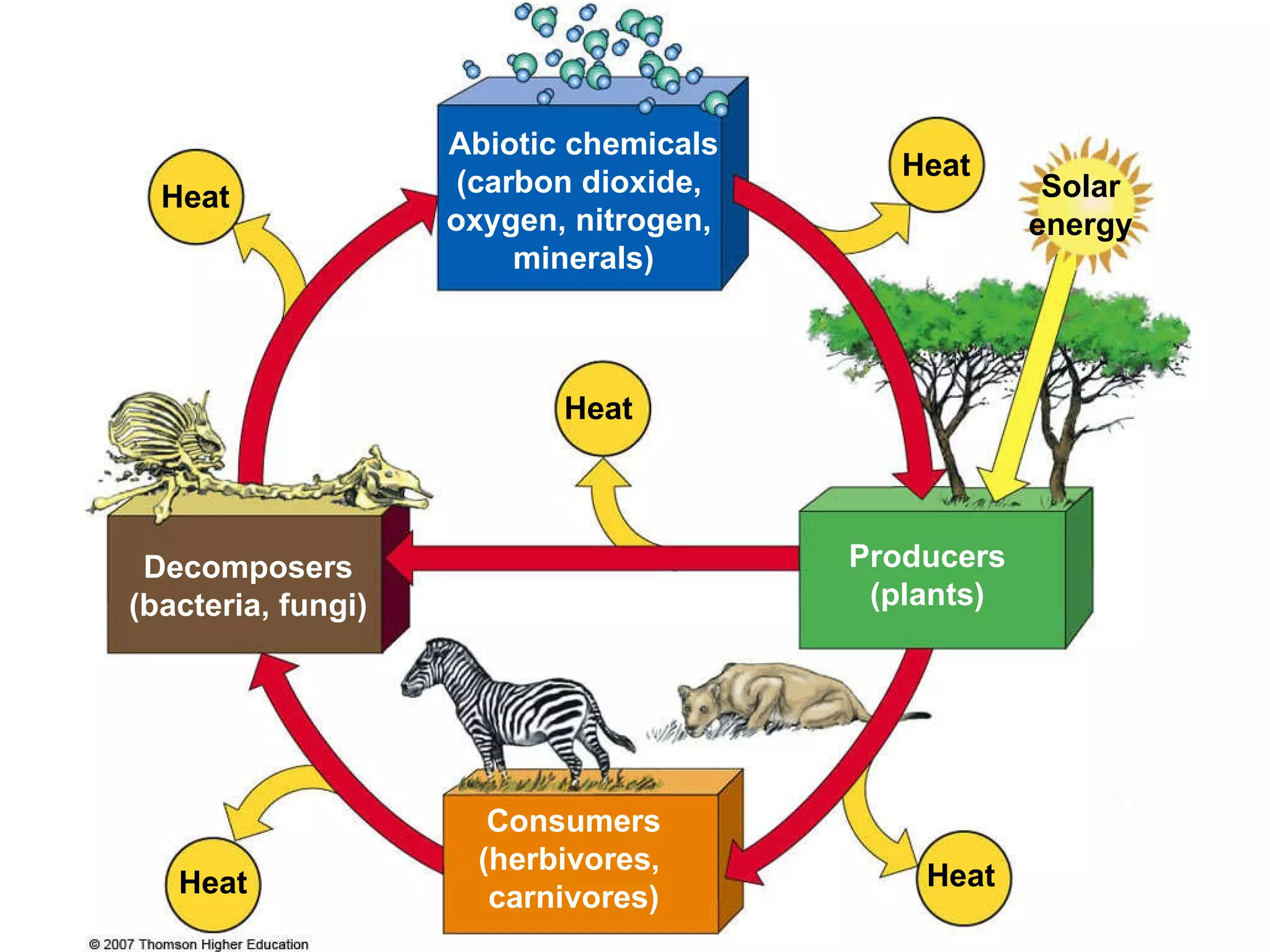 Abiotic chemicals (carbon dioxide,  oxygen, nitrogen,  minerals) Heat Heat Heat Heat Heat Solar energy Consumers (herbivores,  carnivores) Producers (plants) Decomposers (bacteria, fungi) 
