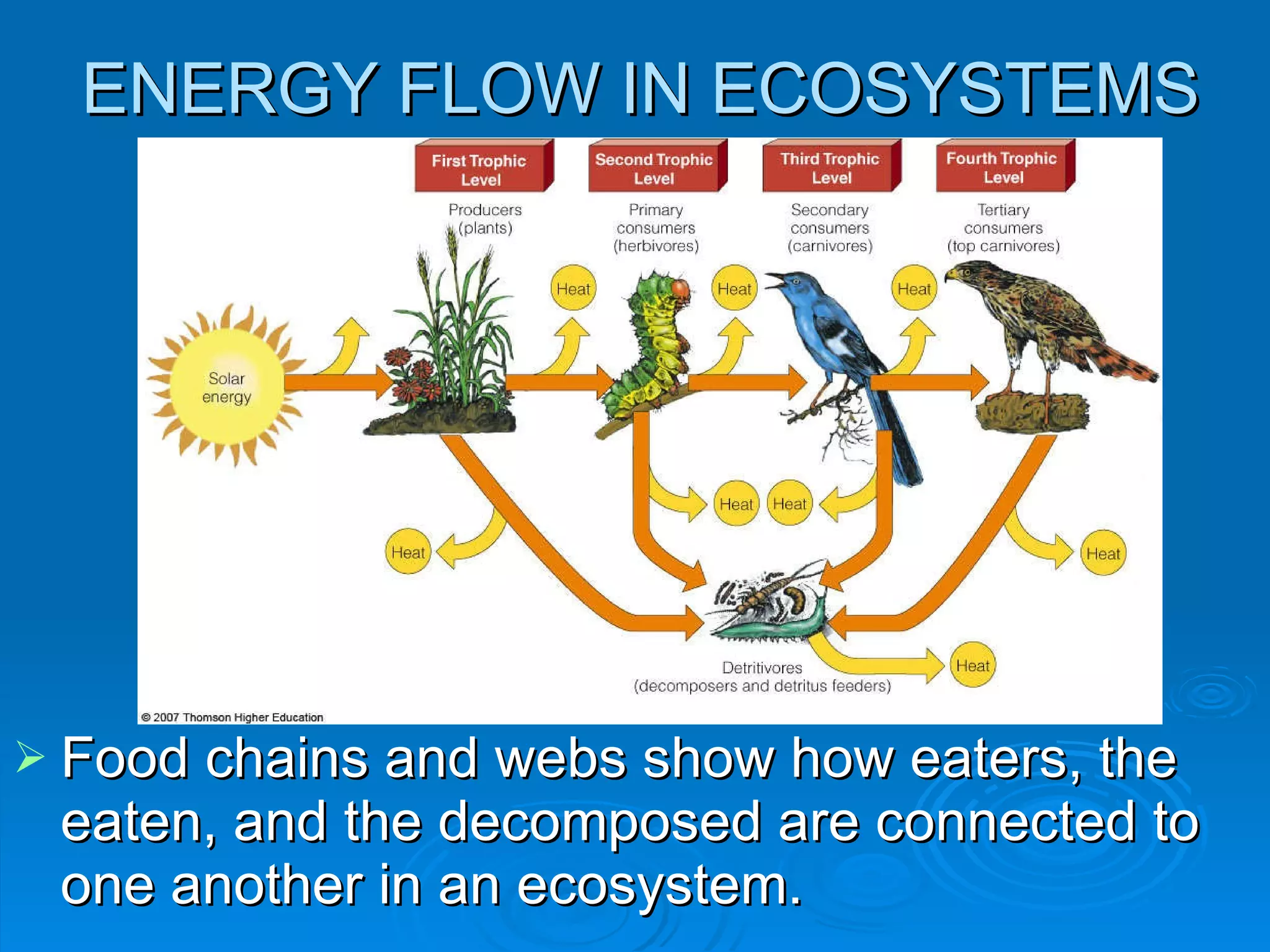 ENERGY FLOW IN ECOSYSTEMS Food chains and webs show how eaters, the eaten, and the decomposed are connected to one another in an ecosystem. 