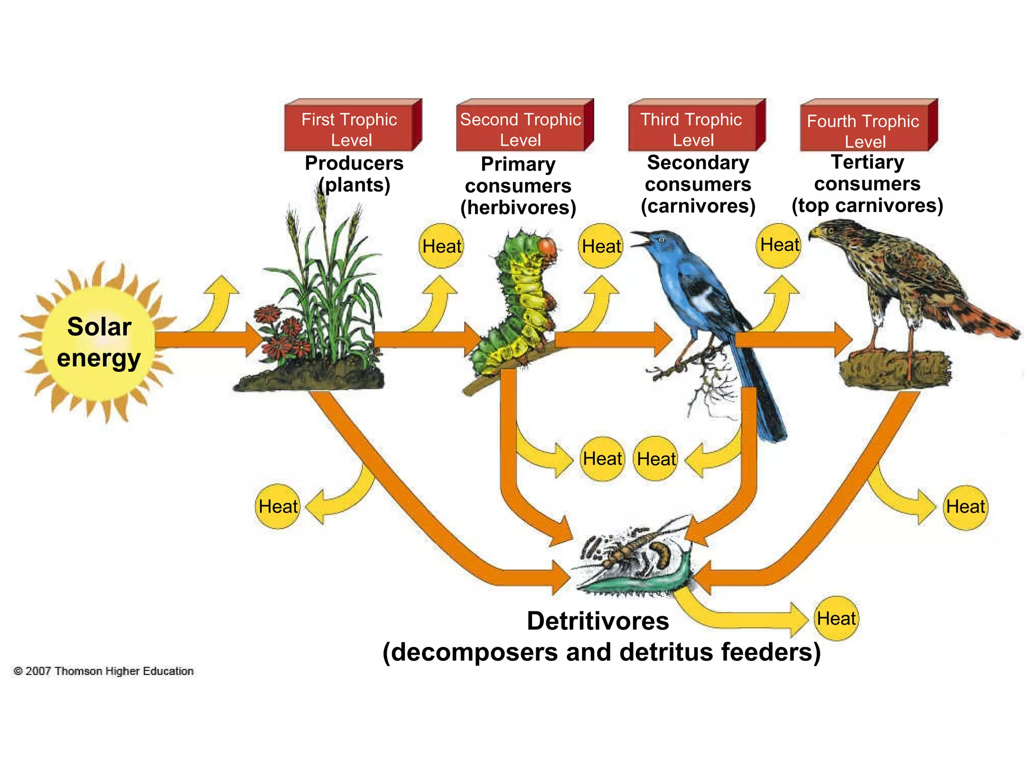 Heat Heat Heat Heat Heat Heat Heat Heat Detritivores  (decomposers and detritus feeders) First Trophic  Level Second Trophic Level Third Trophic  Level Fourth Trophic  Level Solar energy Producers (plants) Primary consumers (herbivores) Secondary consumers (carnivores) Tertiary consumers (top carnivores) 