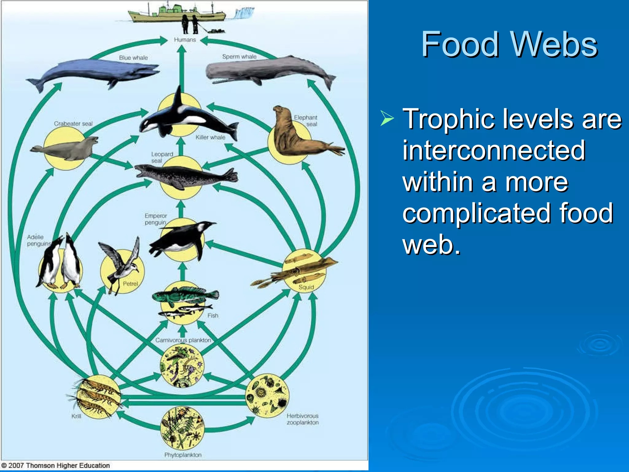 Food Webs Trophic levels are interconnected within a more complicated food web. 