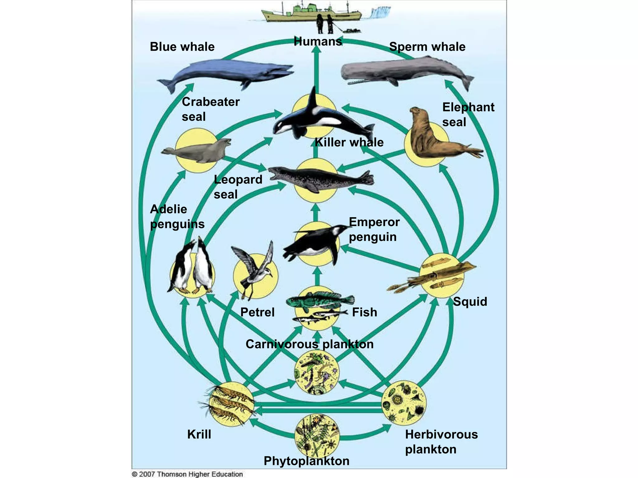 Humans Blue whale Sperm whale Crabeater seal Elephant seal  Killer whale Leopard  seal Adelie  penguins Emperor  penguin Petrel Fish Squid Carnivorous plankton Krill Herbivorous  plankton Phytoplankton 