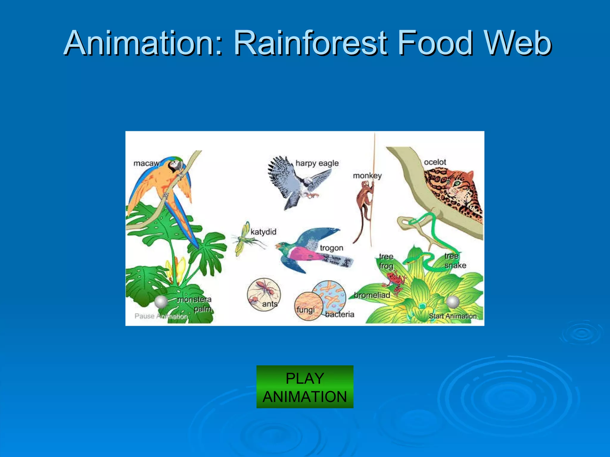 Animation: Rainforest Food Web PLAY ANIMATION 