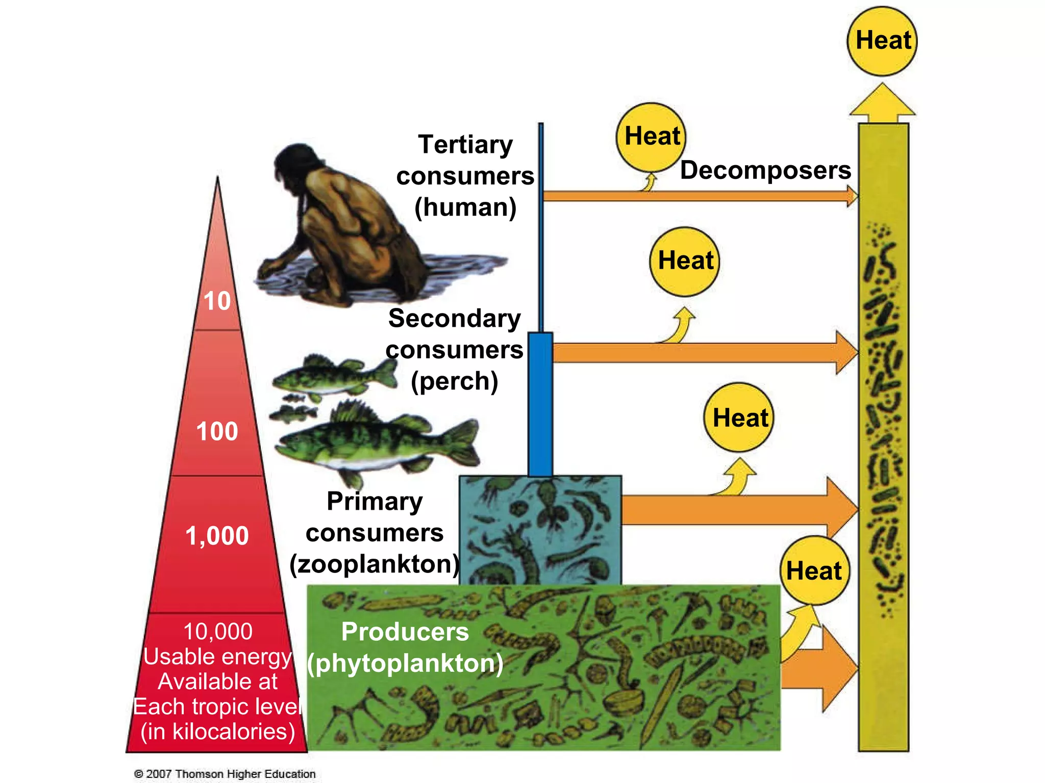 Heat Heat Heat Heat Heat Decomposers Tertiary consumers (human) Producers (phytoplankton) Secondary consumers (perch) Primary consumers (zooplankton) 10 100 1,000 10,000 Usable energy Available at Each tropic level (in kilocalories) 