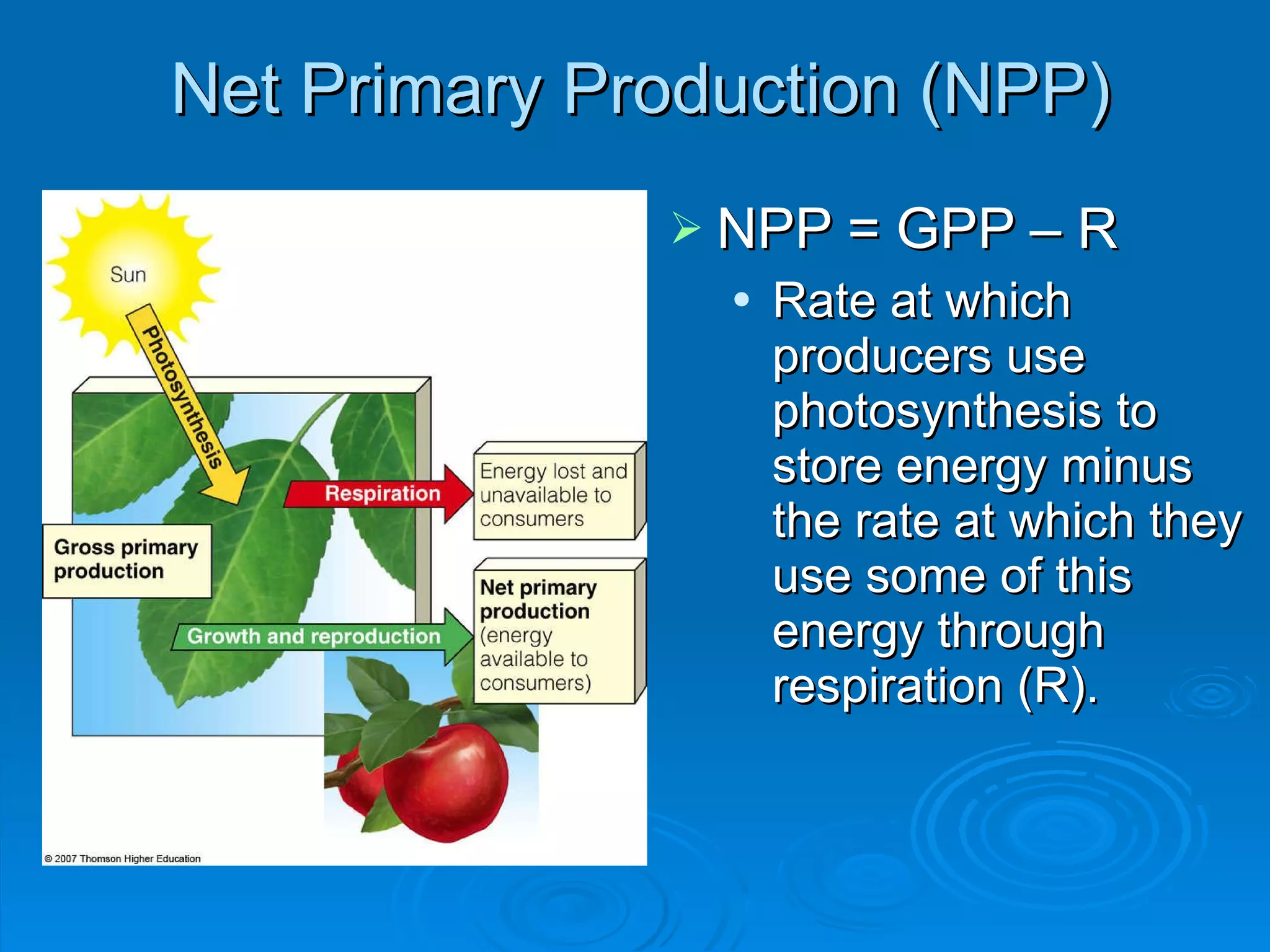 Net Primary Production (NPP) NPP = GPP – R Rate at which producers use photosynthesis to store energy minus the rate at which they use some of this energy through respiration (R). 